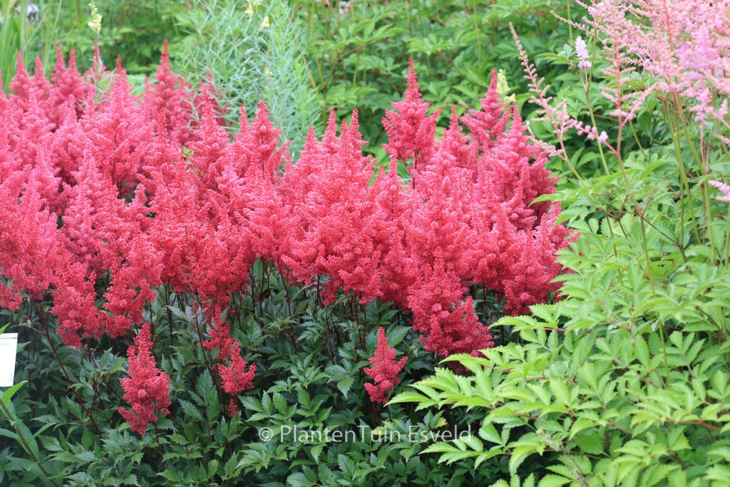 Astilbe ‘Red Sentinel’