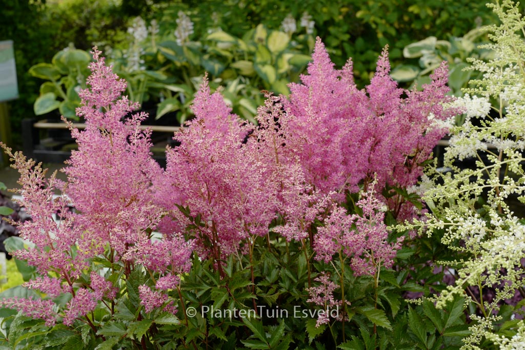 Astilbe ‘Rheinland’
