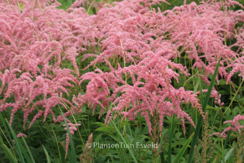 Astilbe ‘Straussenfeder’
