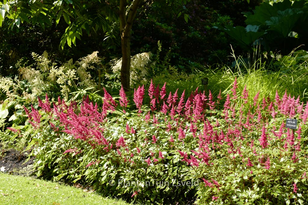 Astilbe ‘Vesuvius’