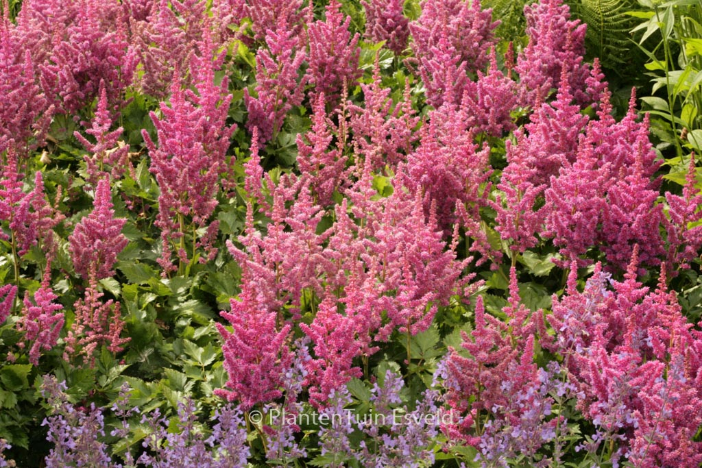 Astilbe ‘Vision’