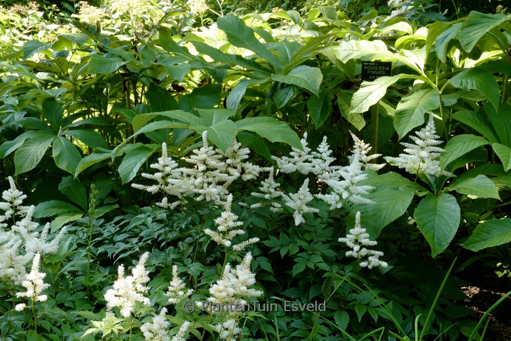 Astilbe ‘Washington’