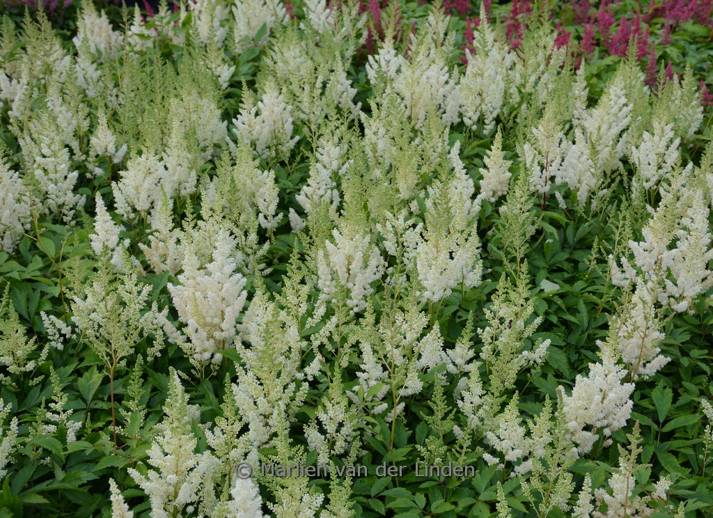 Astilbe ‘Weisse Gloria’