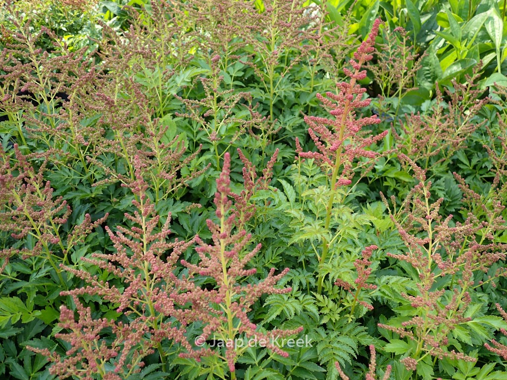 Astilbe ‘Younique Cerise’