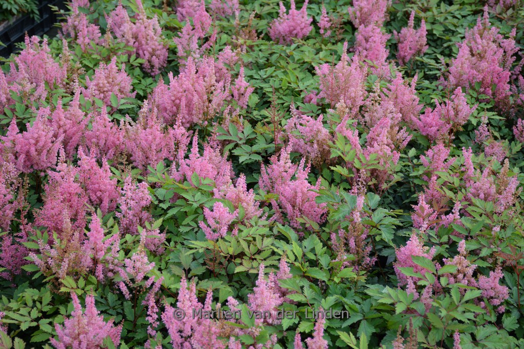 Astilbe ‘Younique Pink’