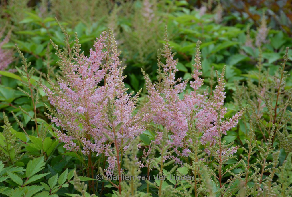 Astilbe ‘Younique Silvery Pink’