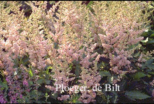 Astilbe chinensis ‘Finale’
