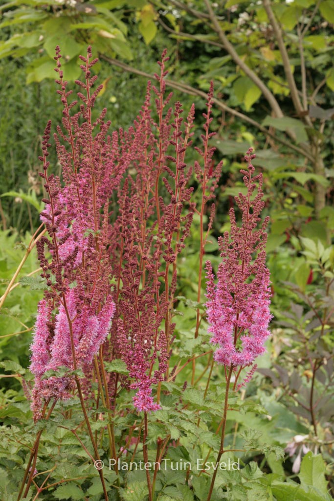 Astilbe chinensis ‘Purpurkerze’