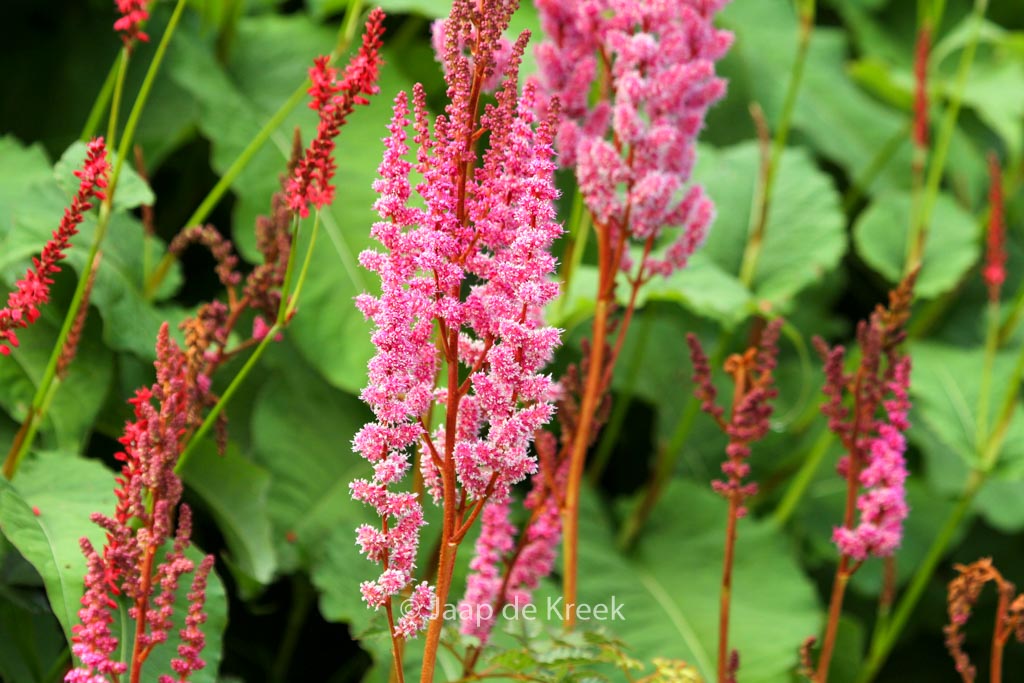 Astilbe chinensis ‘Purpurlanze’