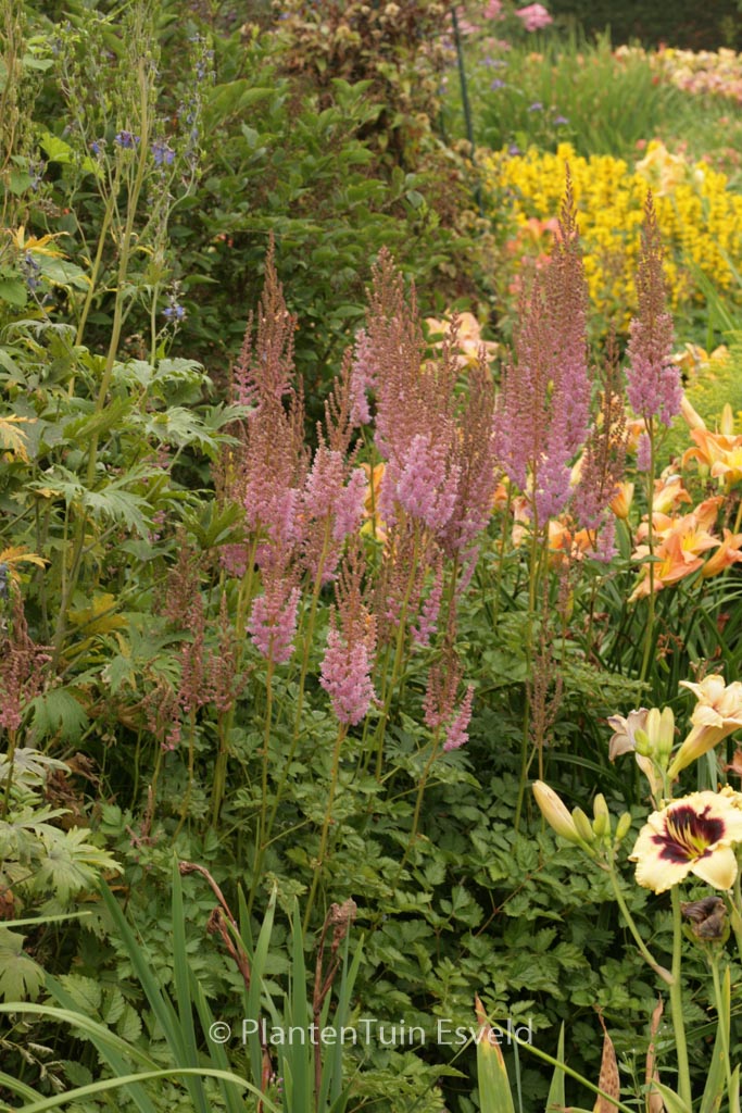 Astilbe chinensis ‘Superba’