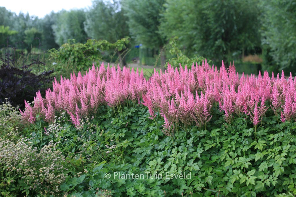 Astilbe chinensis ‘Vision in Pink’