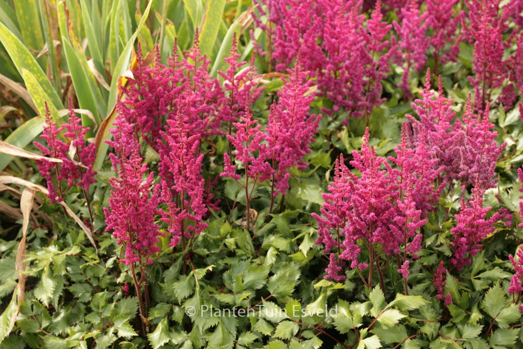 Astilbe chinensis ‘Vision in Red’