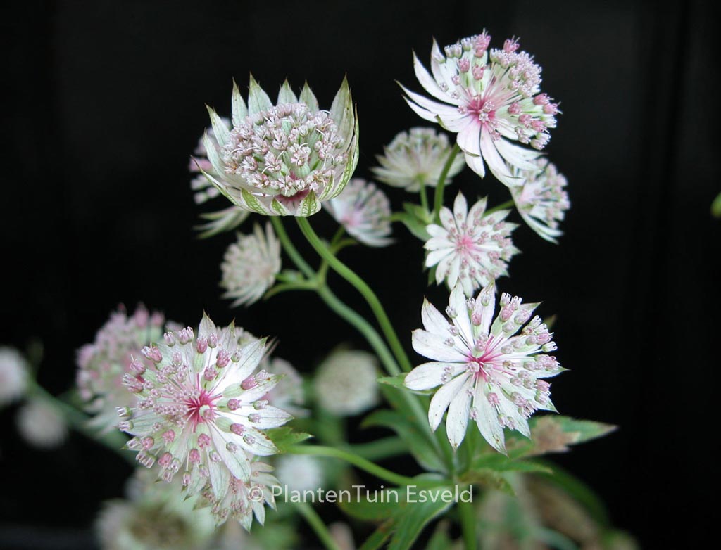 Astrantia ‘Buckland’
