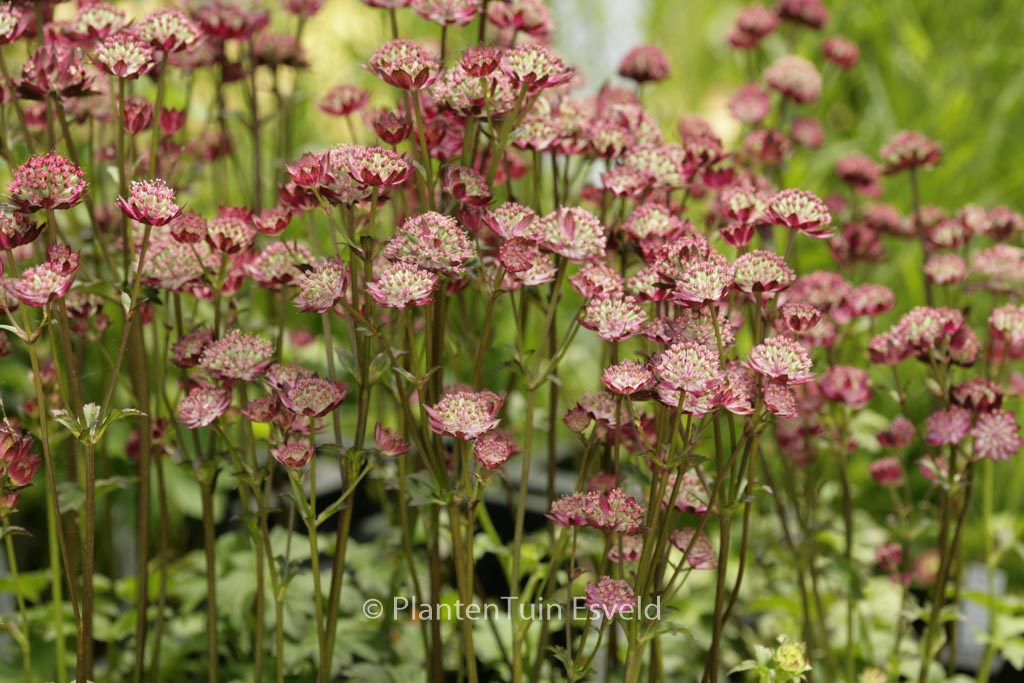 Astrantia major ‘Moulin Rouge’