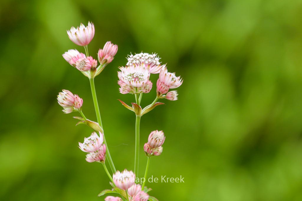 Astrantia major ‘Primadonna’