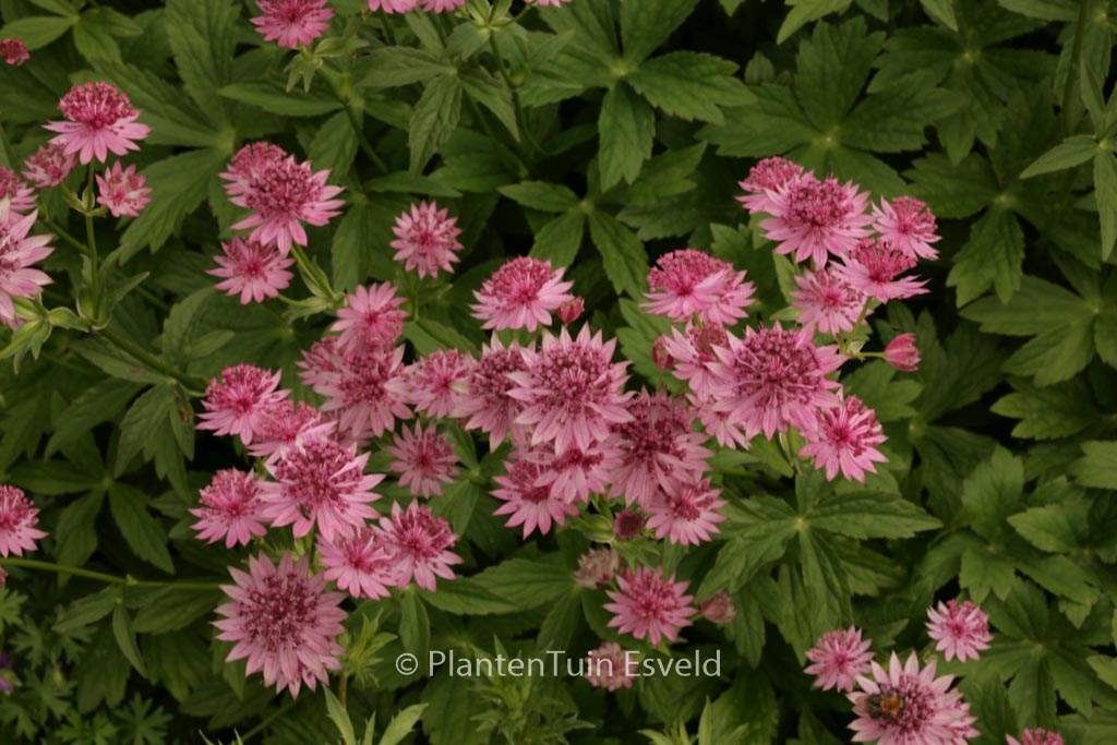 Astrantia major ‘Roma’