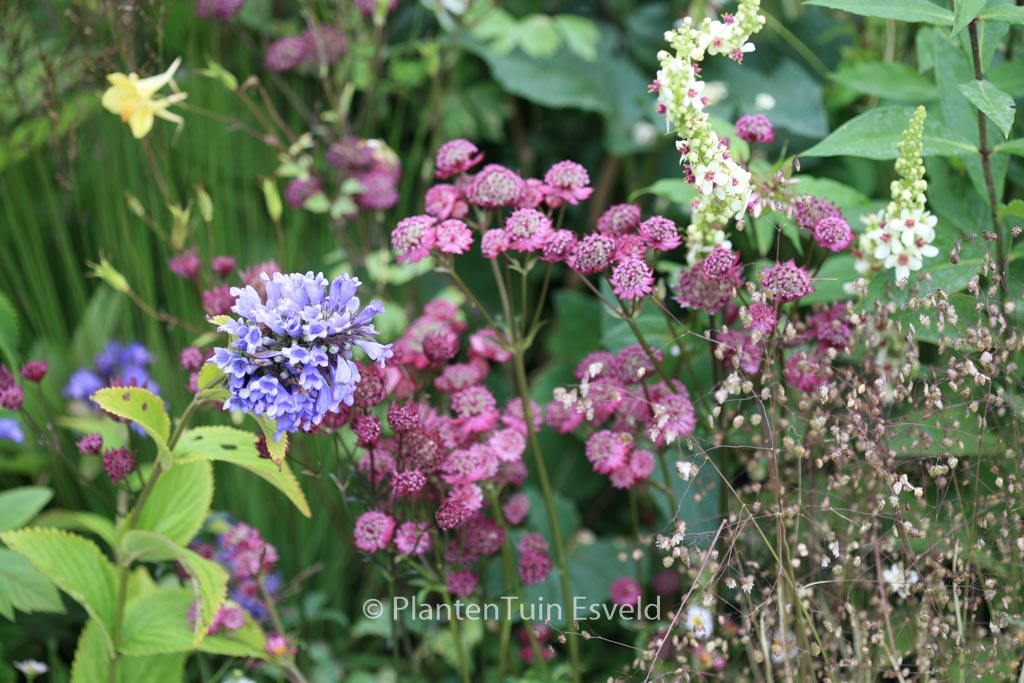 Astrantia major ‘Rubra’