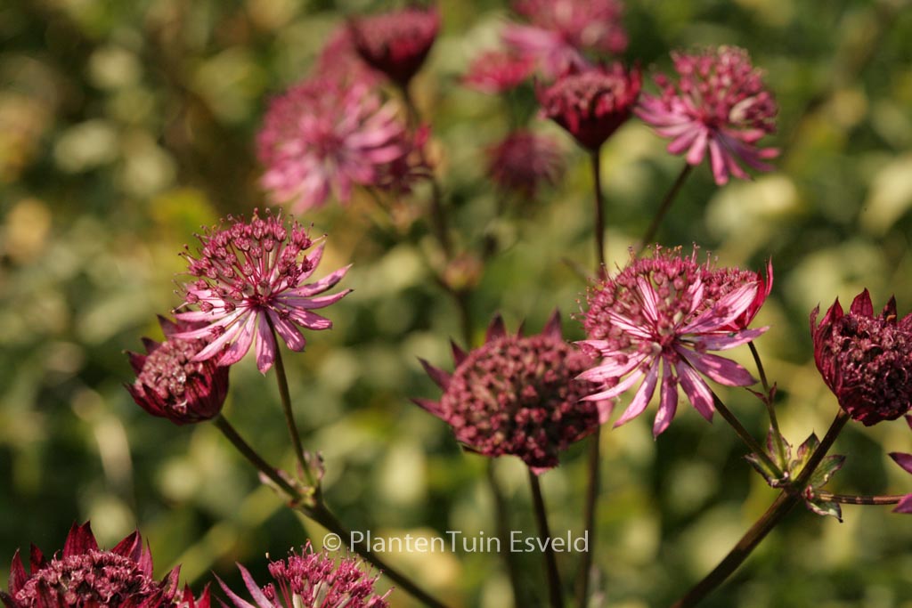 Astrantia major ‘Ruby Wedding’