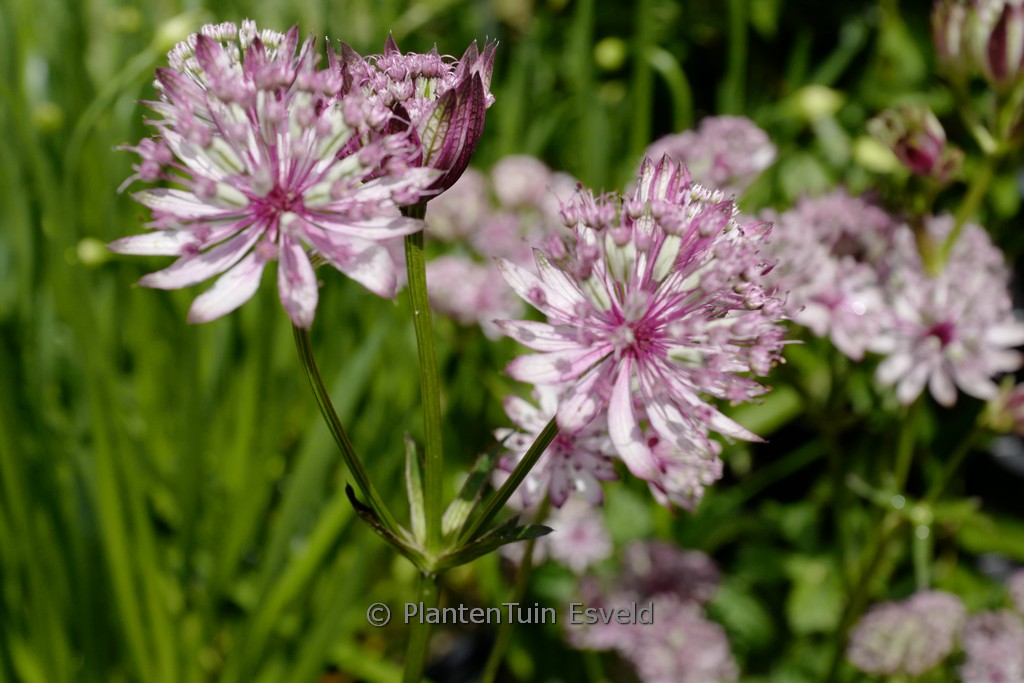 Astrantia major ‘Sparkling Stars Pink’