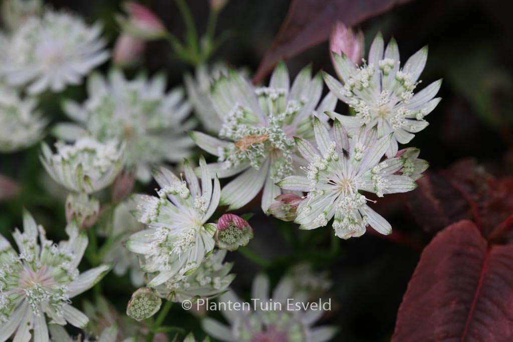 Astrantia major ‘Superstar’