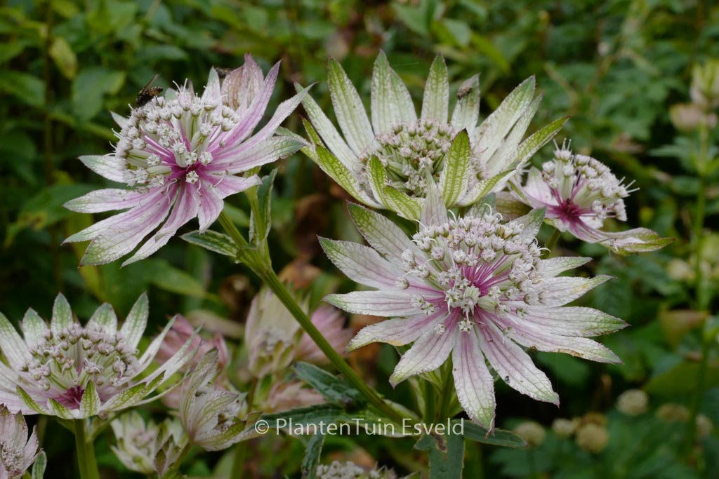 Astrantia major