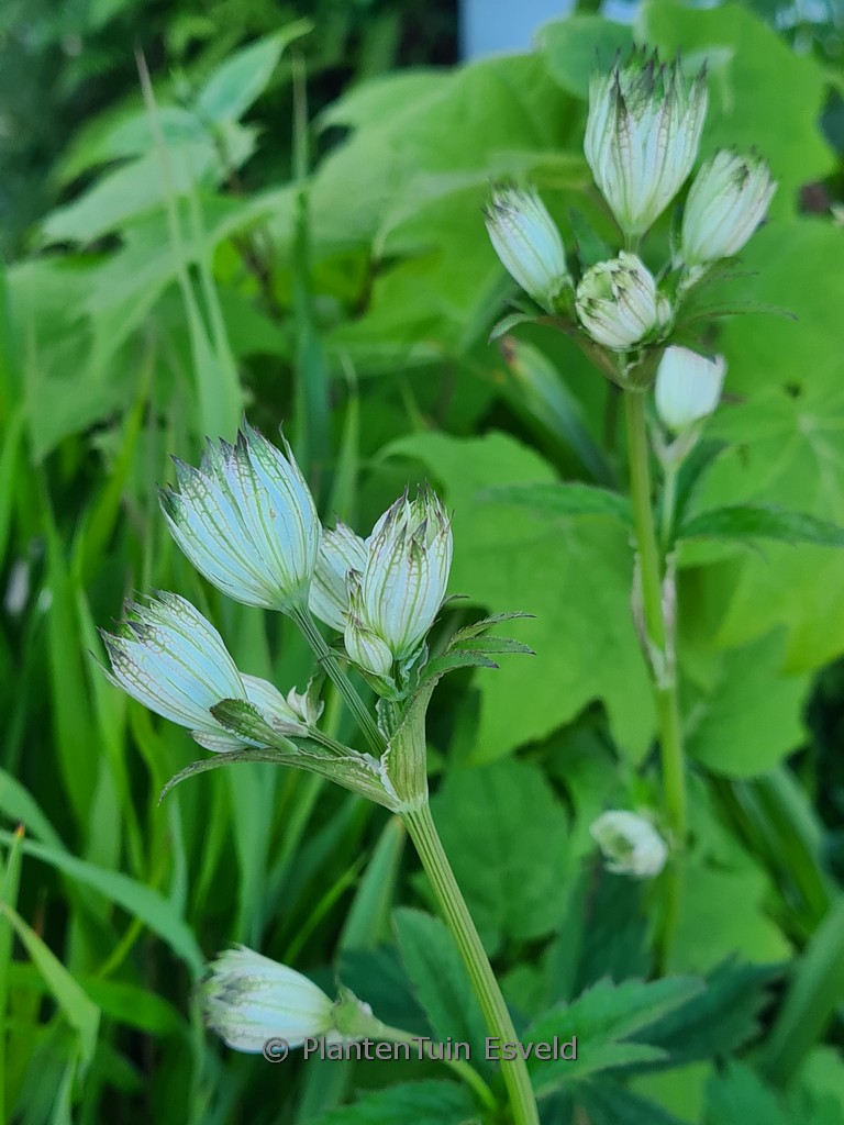 Astrantia maxima ‘Sparkling Stars White’