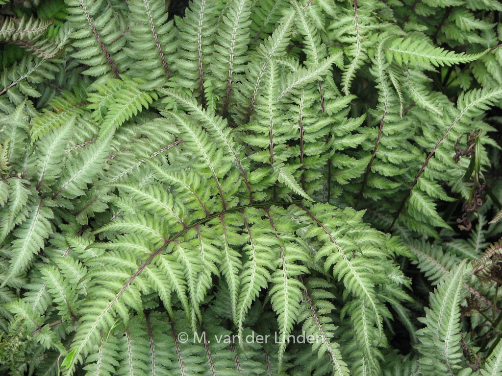 Athyrium niponicum ‘Pictum’