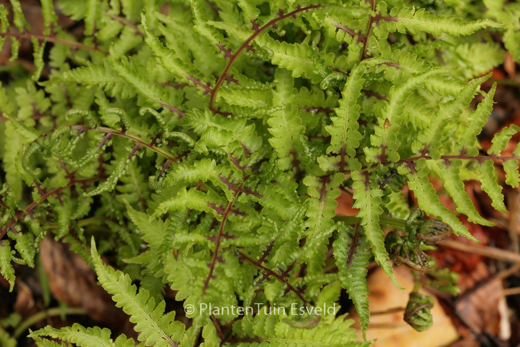 Athyrium niponicum ‘Red Beauty’