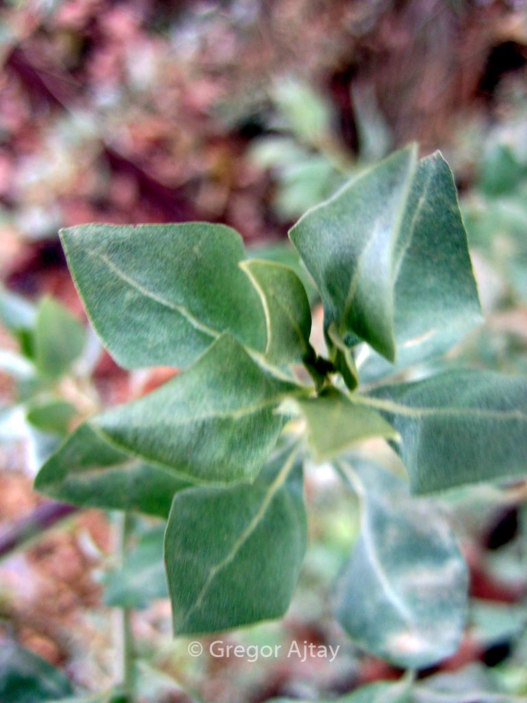 Atriplex halimus