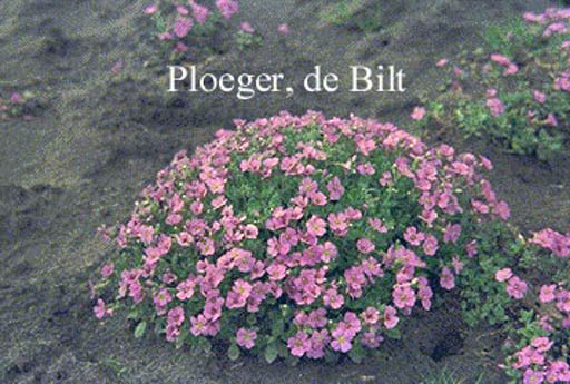 Aubrieta ‘Cascade Blue’