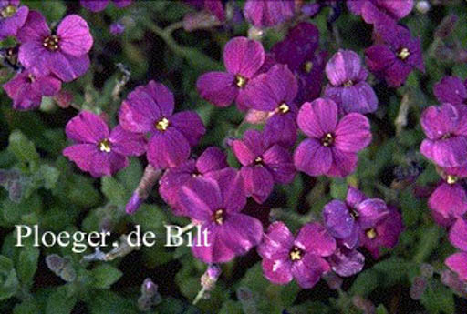 Aubrieta ‘Cascade Purple’