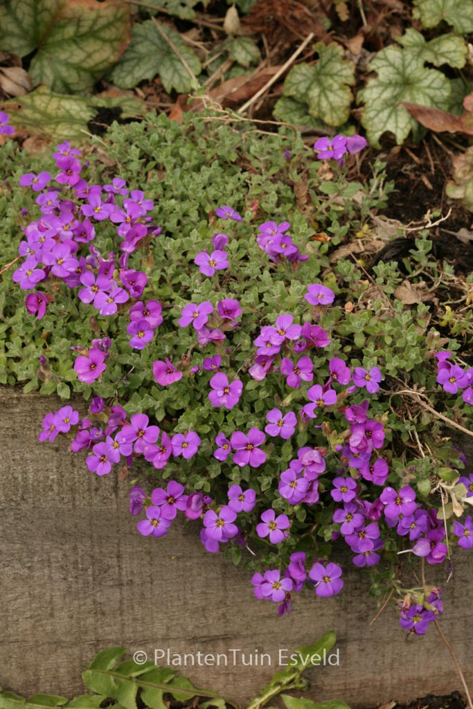 Aubrieta ‘Hamburger Stadtpark’