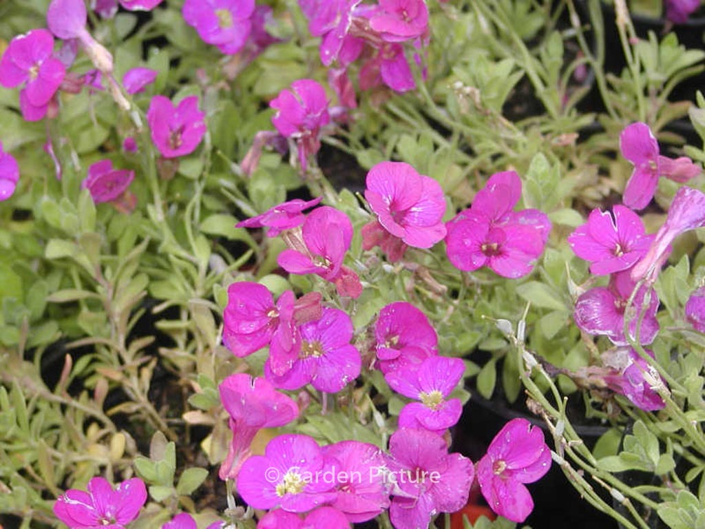 Aubrieta gracilis ‘Kitte’