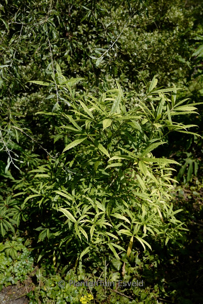 Aucuba himalaica var. dolichophylla