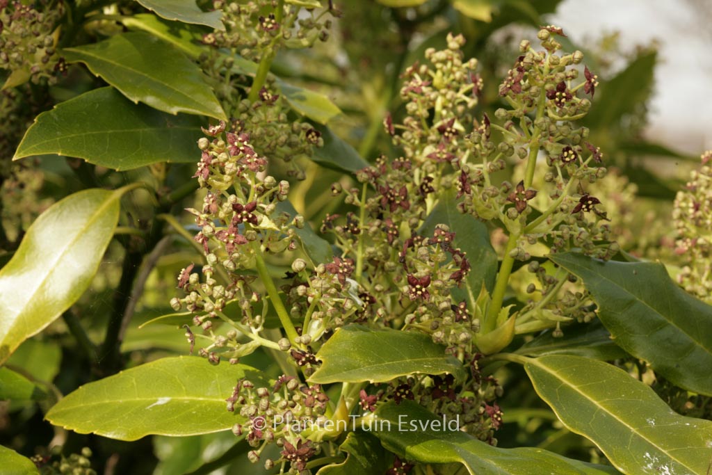 Aucuba japonica ‘Longifolia’