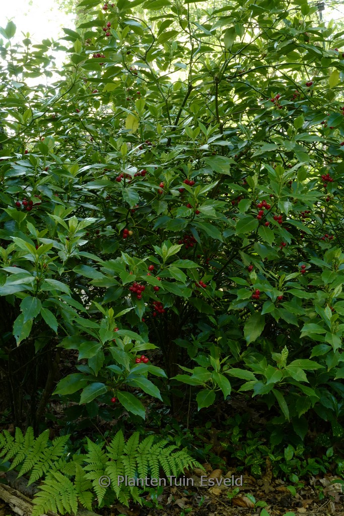 Aucuba japonica ‘Rozannie’