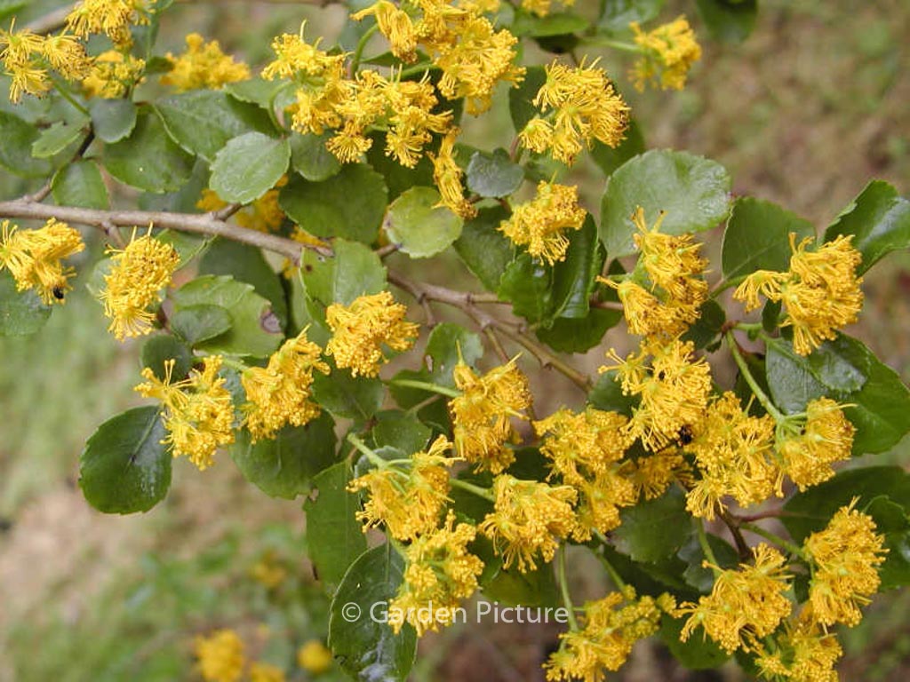 Azara dentata