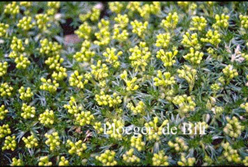 Azorella trifurcata ‘Nana’