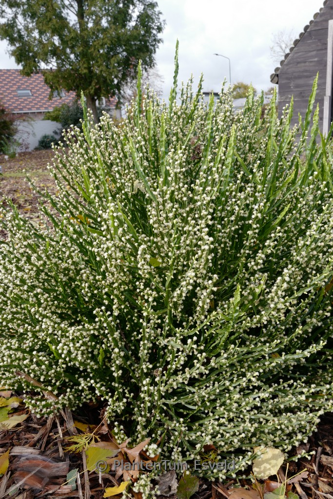 Baccharis genistelloides