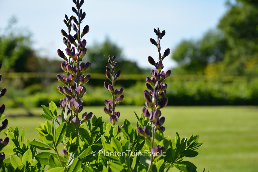 Baptisia ‘Dutch Chocolate’ (DECADENCE)