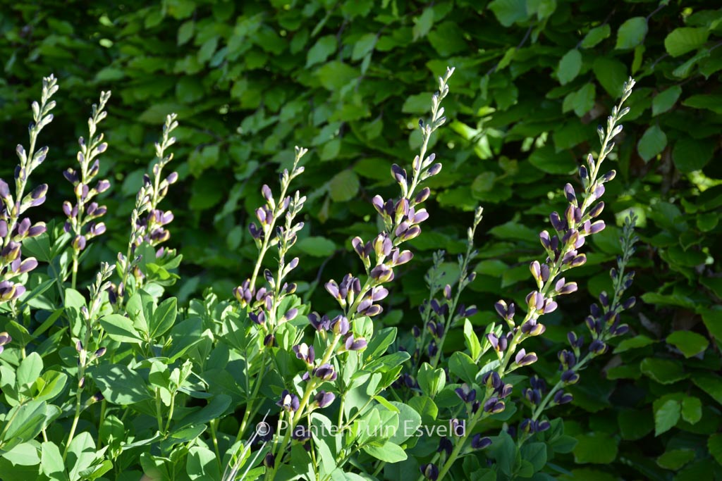 Baptisia ‘Indigo Spires’