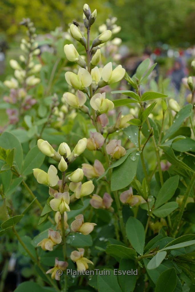 Baptisia ‘Pink Lemonade’
