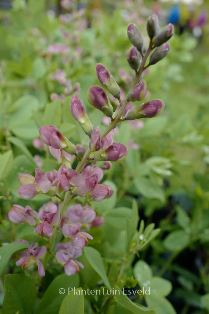 Baptisia ‘Pink Truffles’