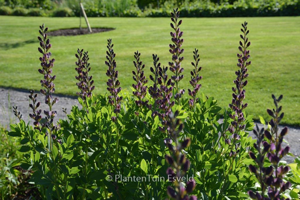 Baptisia ‘Twilite Prairieblues’