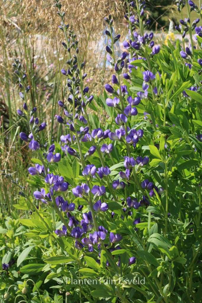 Baptisia australis
