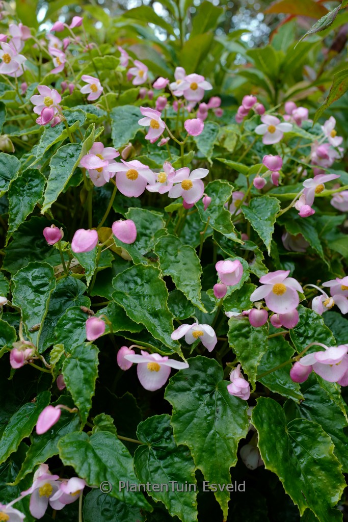 Begonia chungii