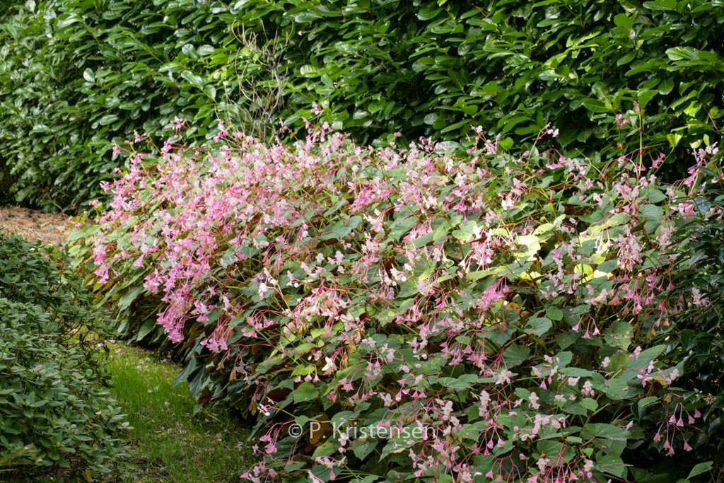 Begonia grandis ‘Evansiana’