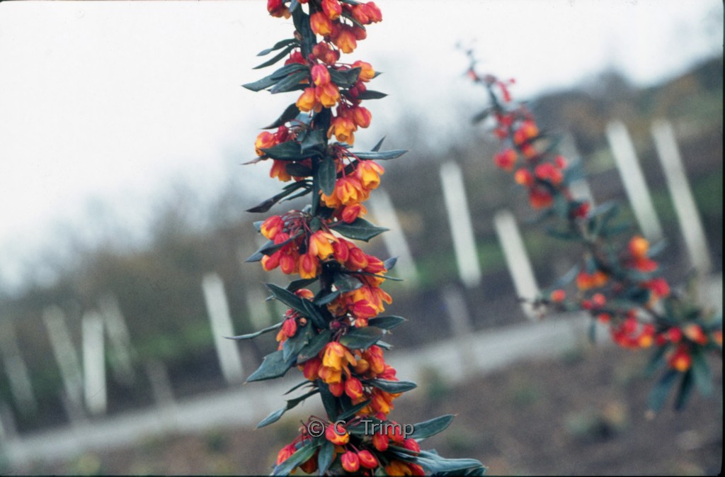 Berberis linearifolia ‘Orange King’