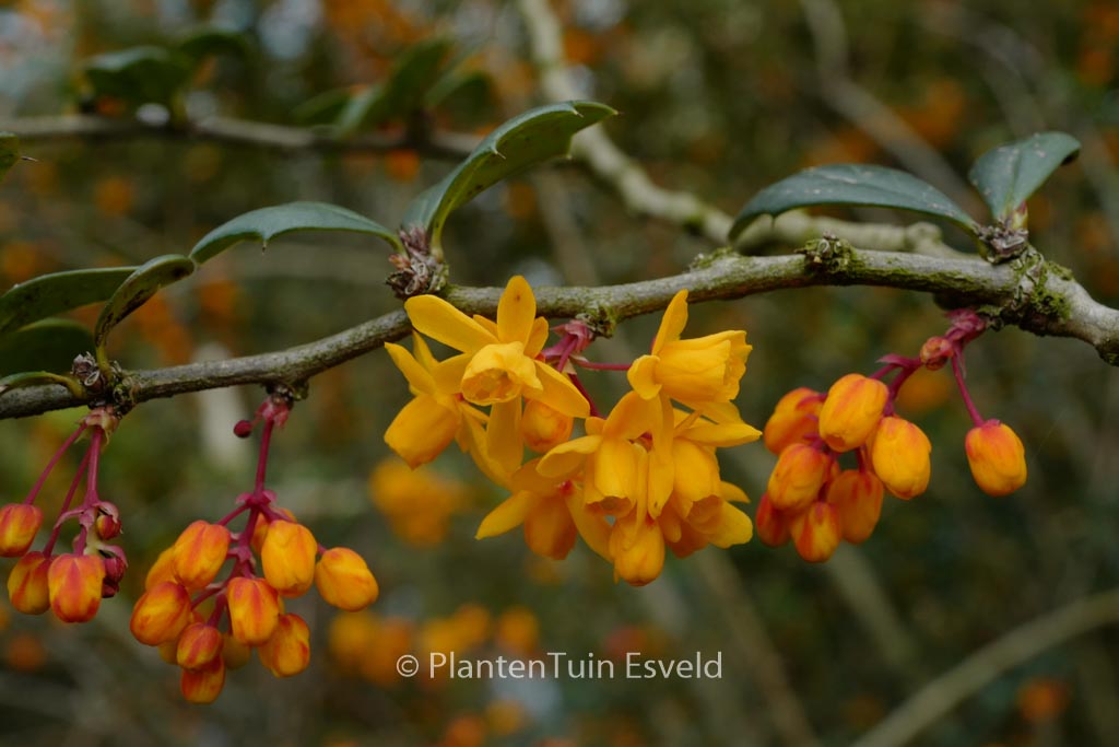 Berberis lologensis ‘Mystery Fire’