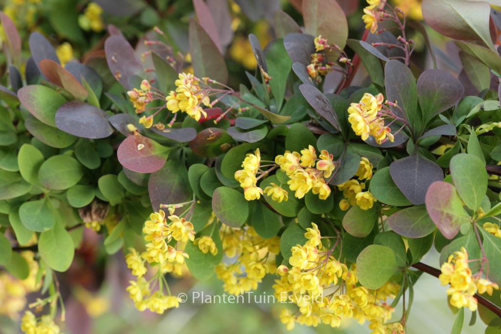 Berberis ottawensis ‘Superba’